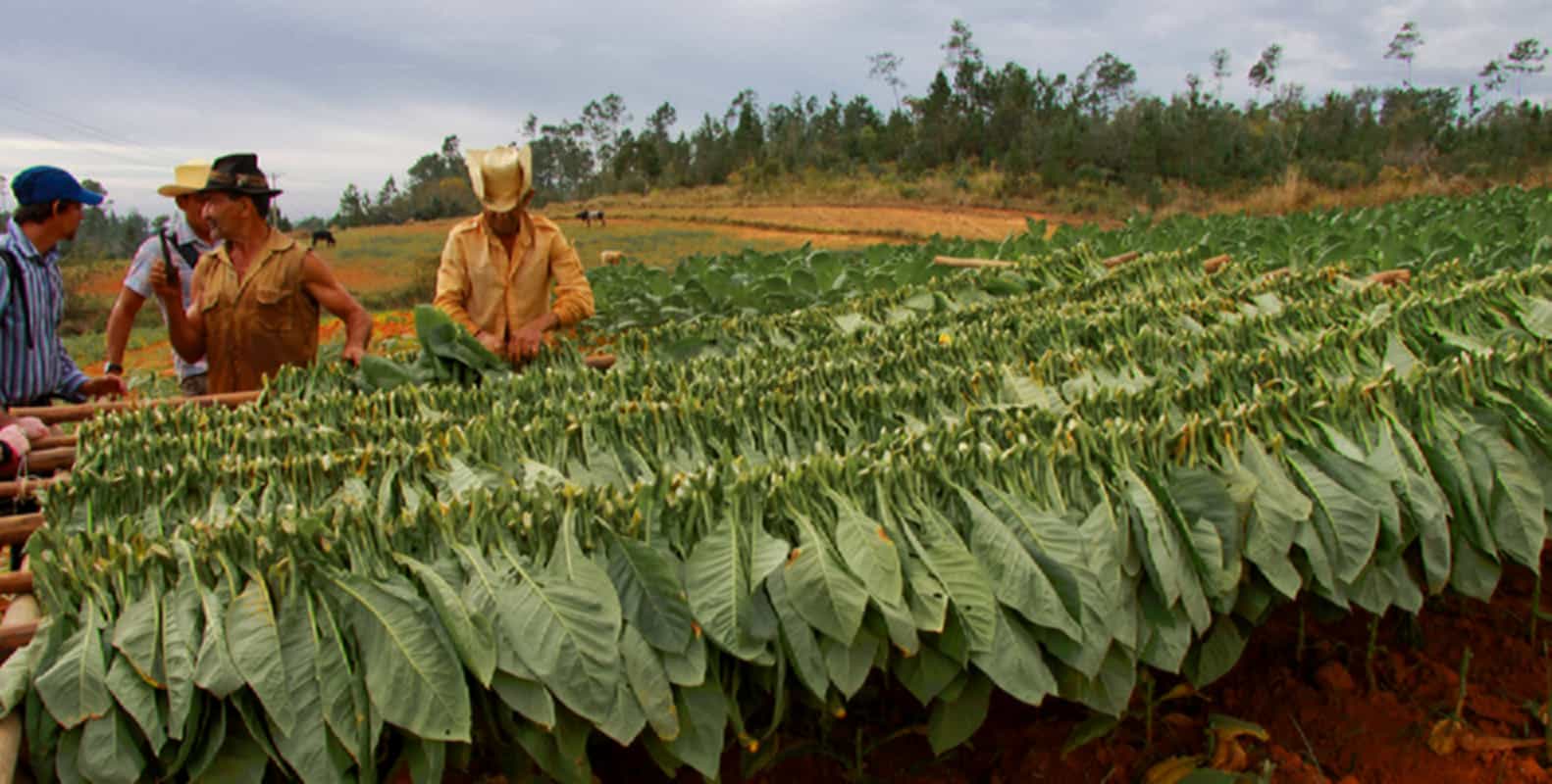 Cuban tobacco farmer tending to his crop